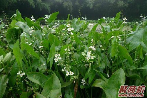 慈姑不能和哪些食物同食