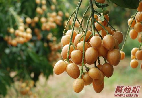 黄皮果不能和哪些食物同食