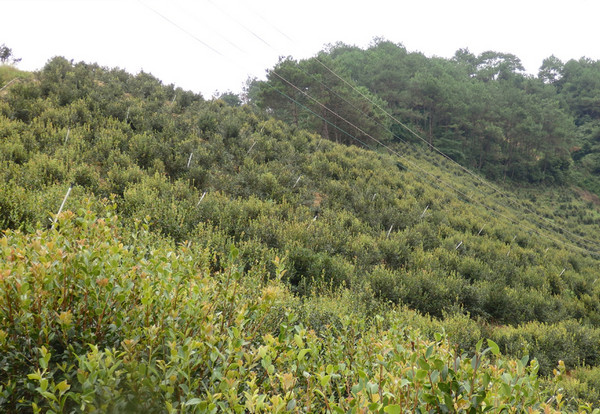 种植油茶一亩油茶一年赚多少钱_3