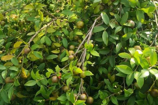 种植油茶一亩油茶一年赚多少钱_2