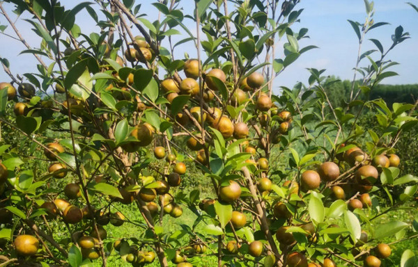 种植油茶一亩油茶一年赚多少钱_1