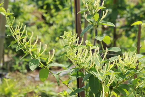 中药种植哪种最有前景_2