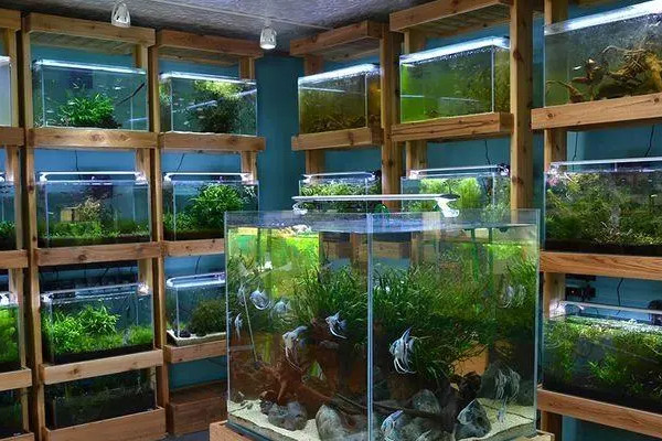 新手怎么开水族店？_2