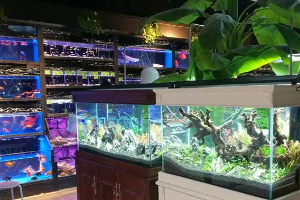 新手开水族店怎么进货_2