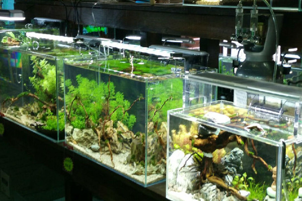 新手开水族店怎么进货_3