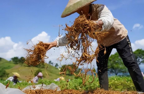 搞种植做什么最挣钱？