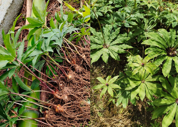 搞种植做什么最挣钱？_5