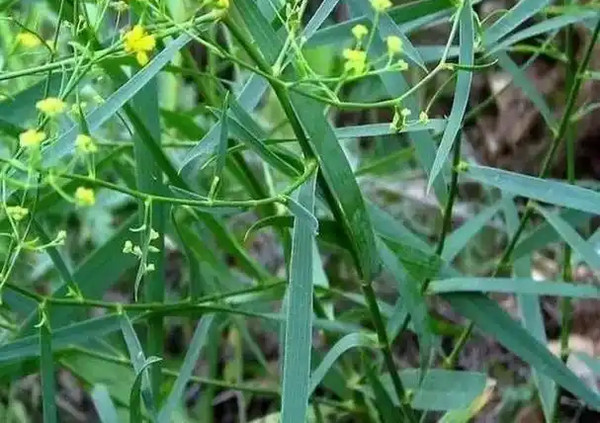 搞种植做什么最挣钱？_4