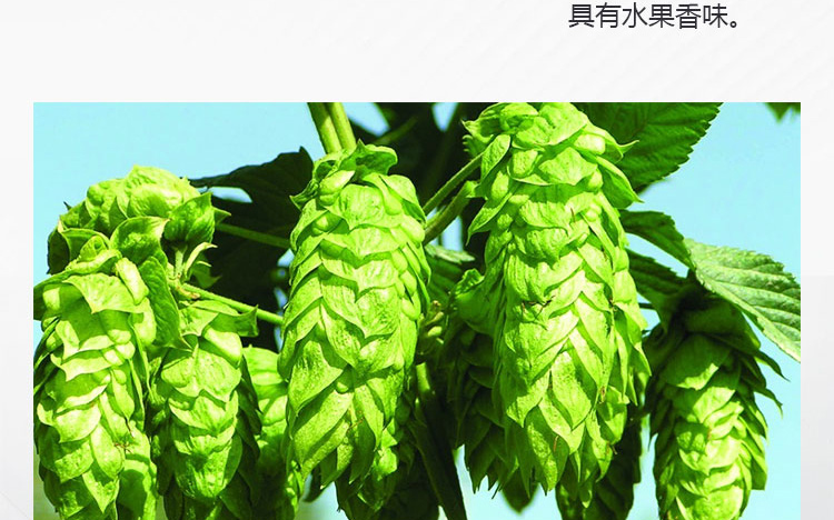 江中精酿啤酒招商海报