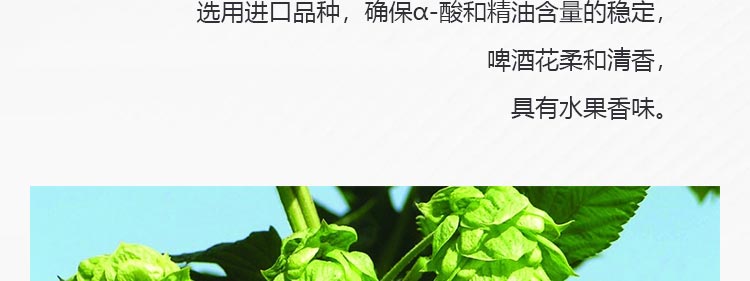江中食疗快乐精酿啤酒加盟